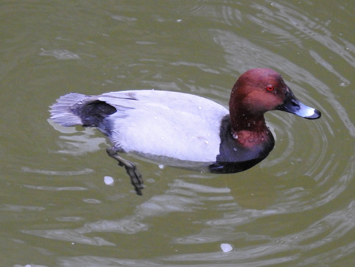 Common Pochard - Anonymous