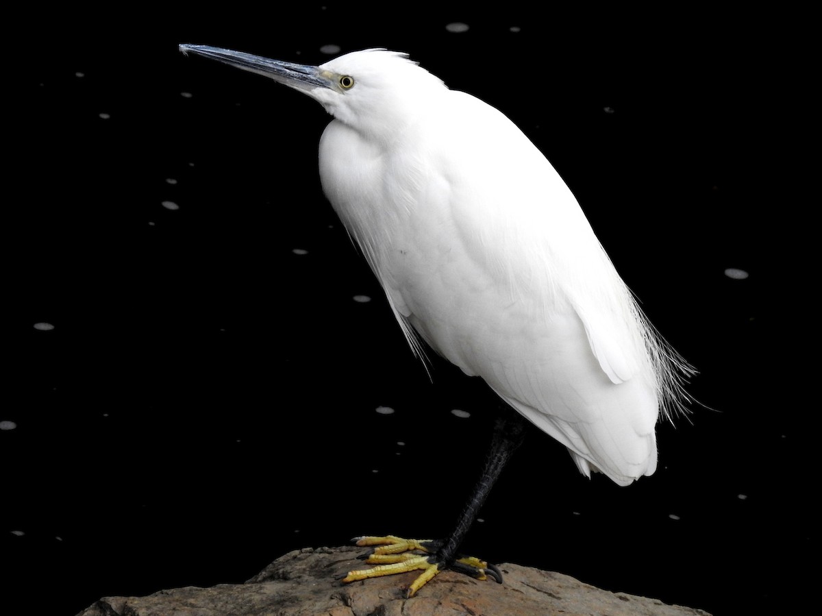 Little Egret - ML128159381