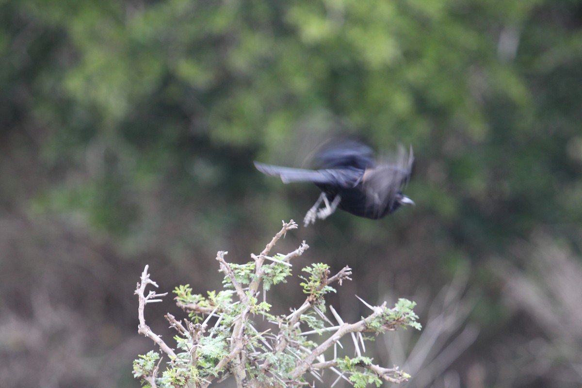 savannedrongo - ML128160401