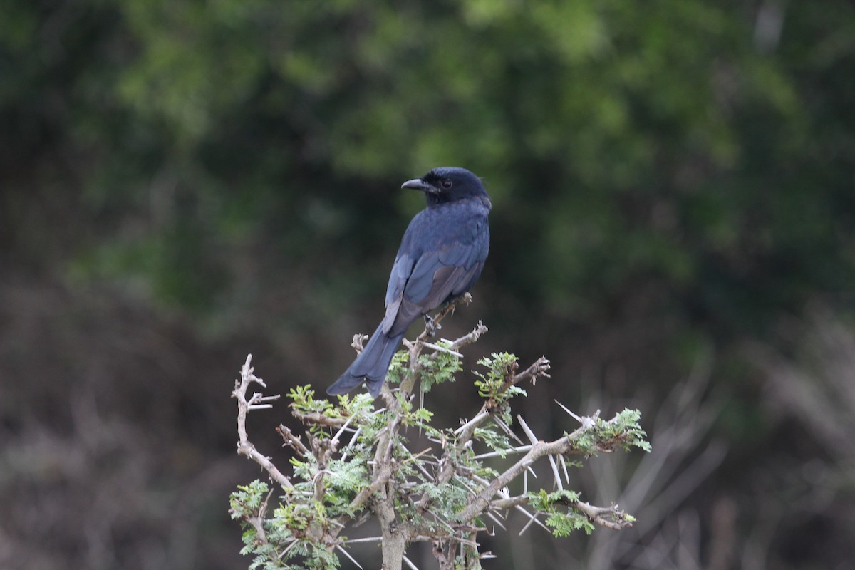 savannedrongo - ML128160411