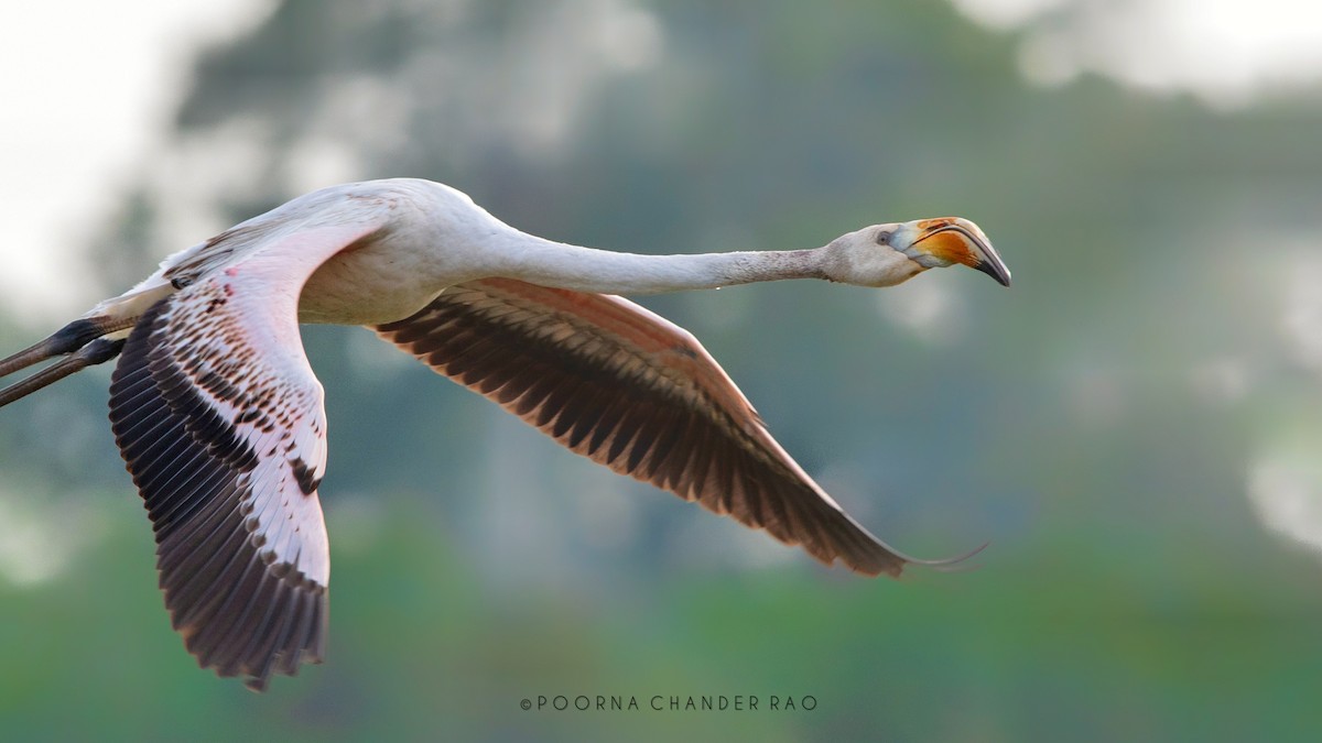 Greater Flamingo - Poorna T