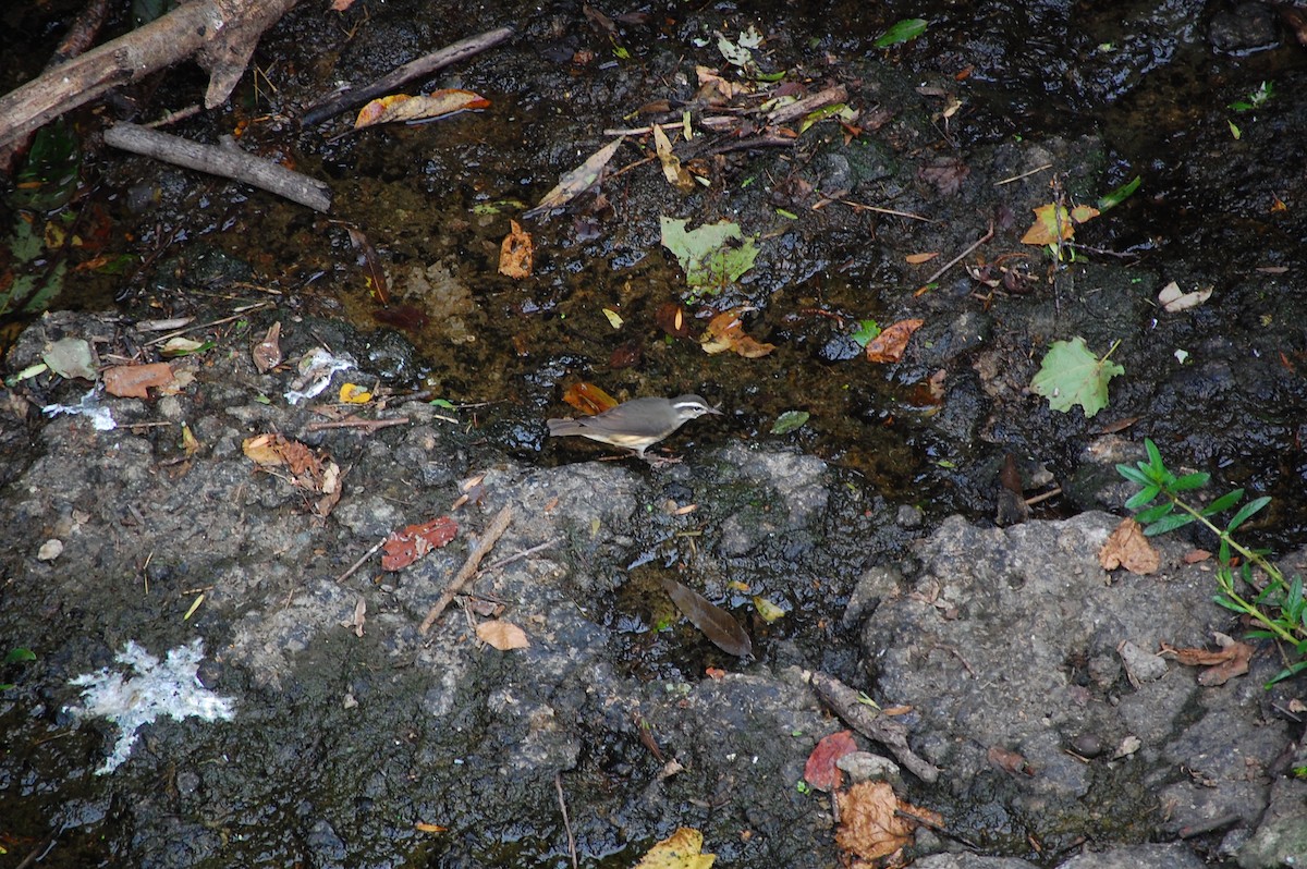 Louisiana Waterthrush - ML128160751