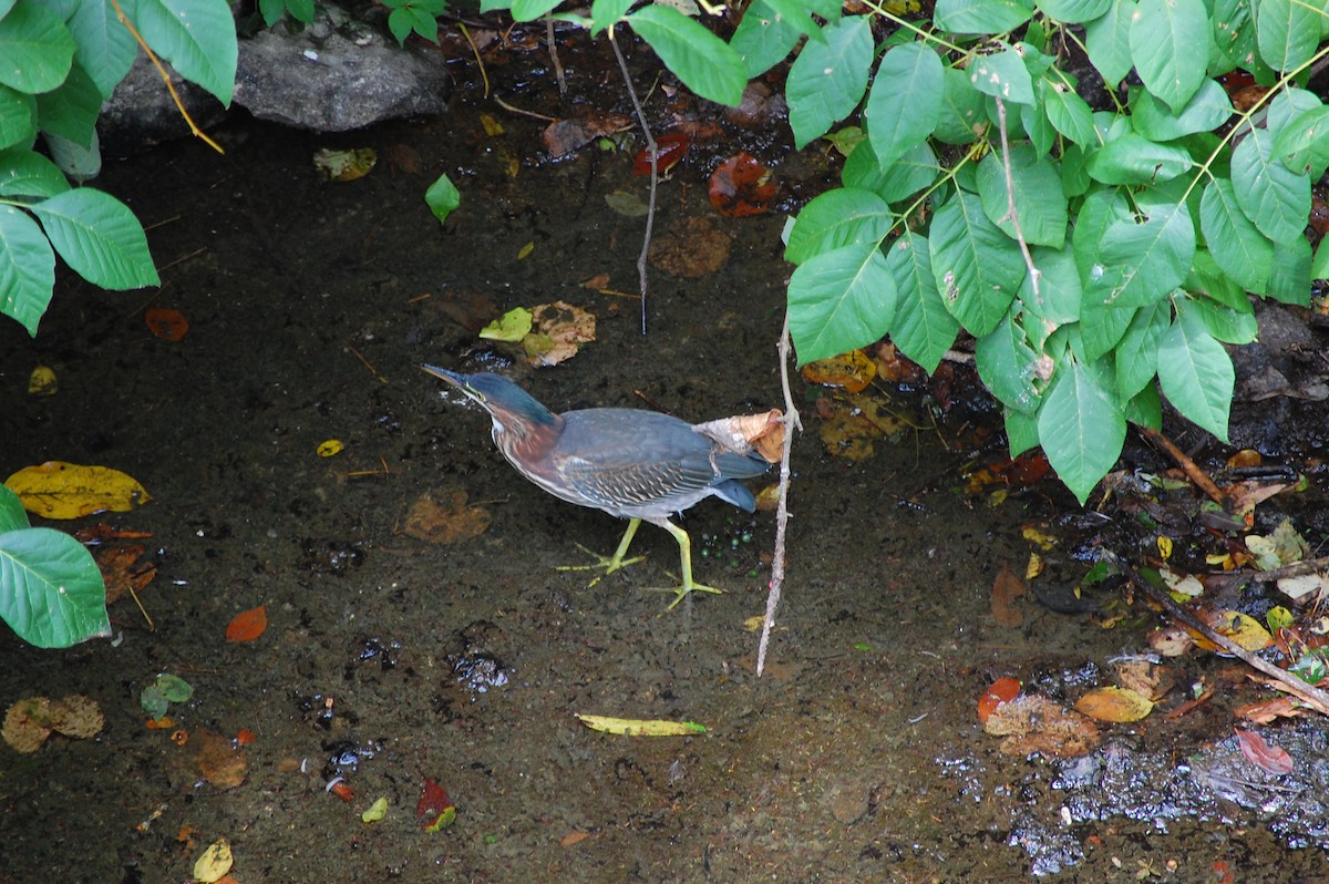 Green Heron - ML128160781