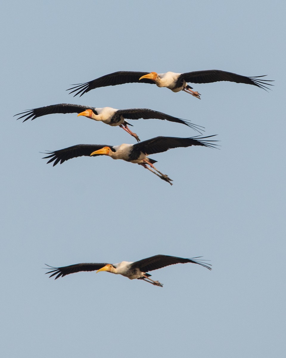 Painted Stork - ML128160811