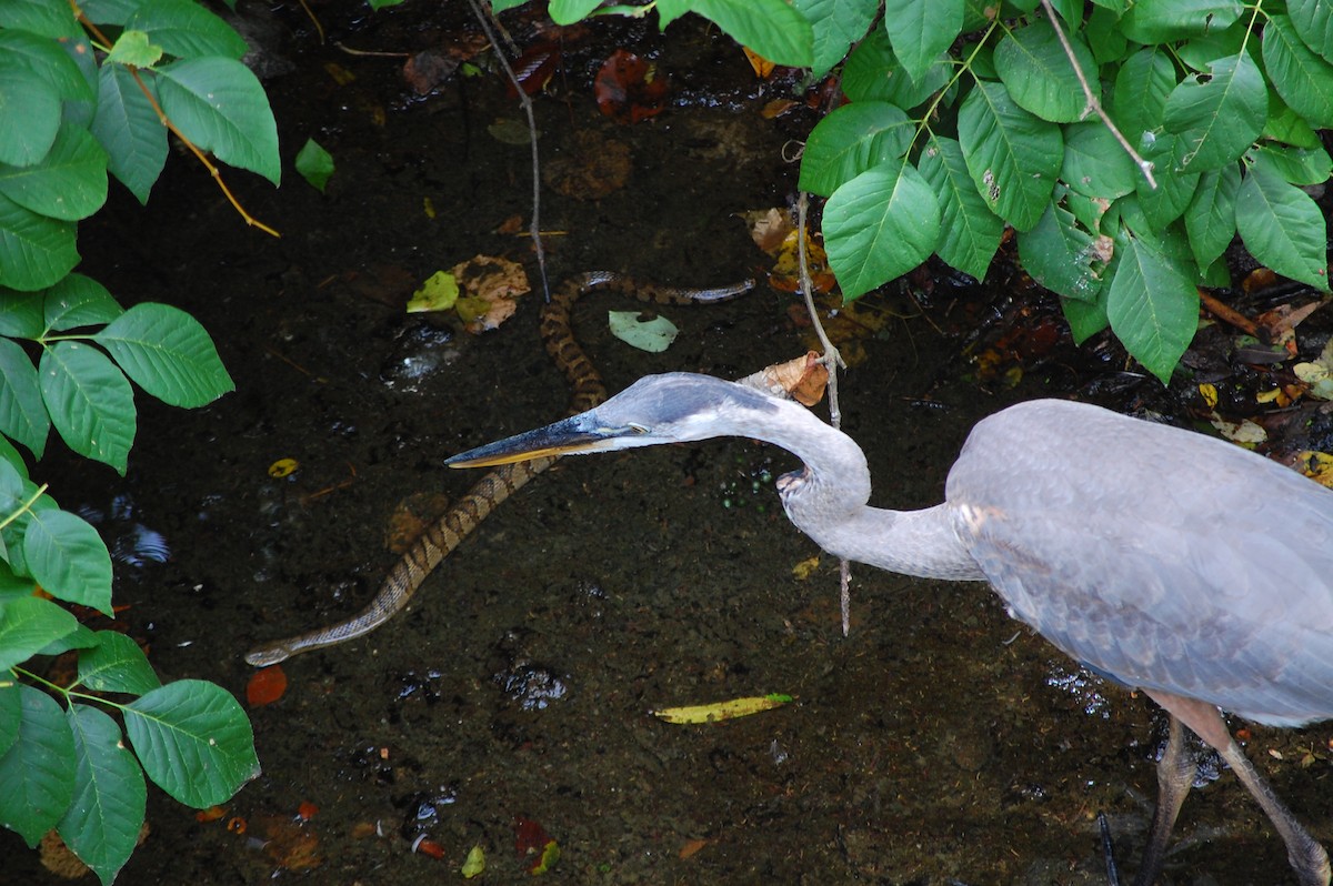 Great Blue Heron - ML128161021