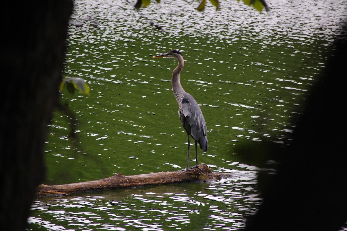 Great Blue Heron - ML128161031