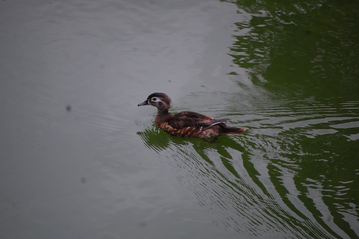 Wood Duck - ML128161161