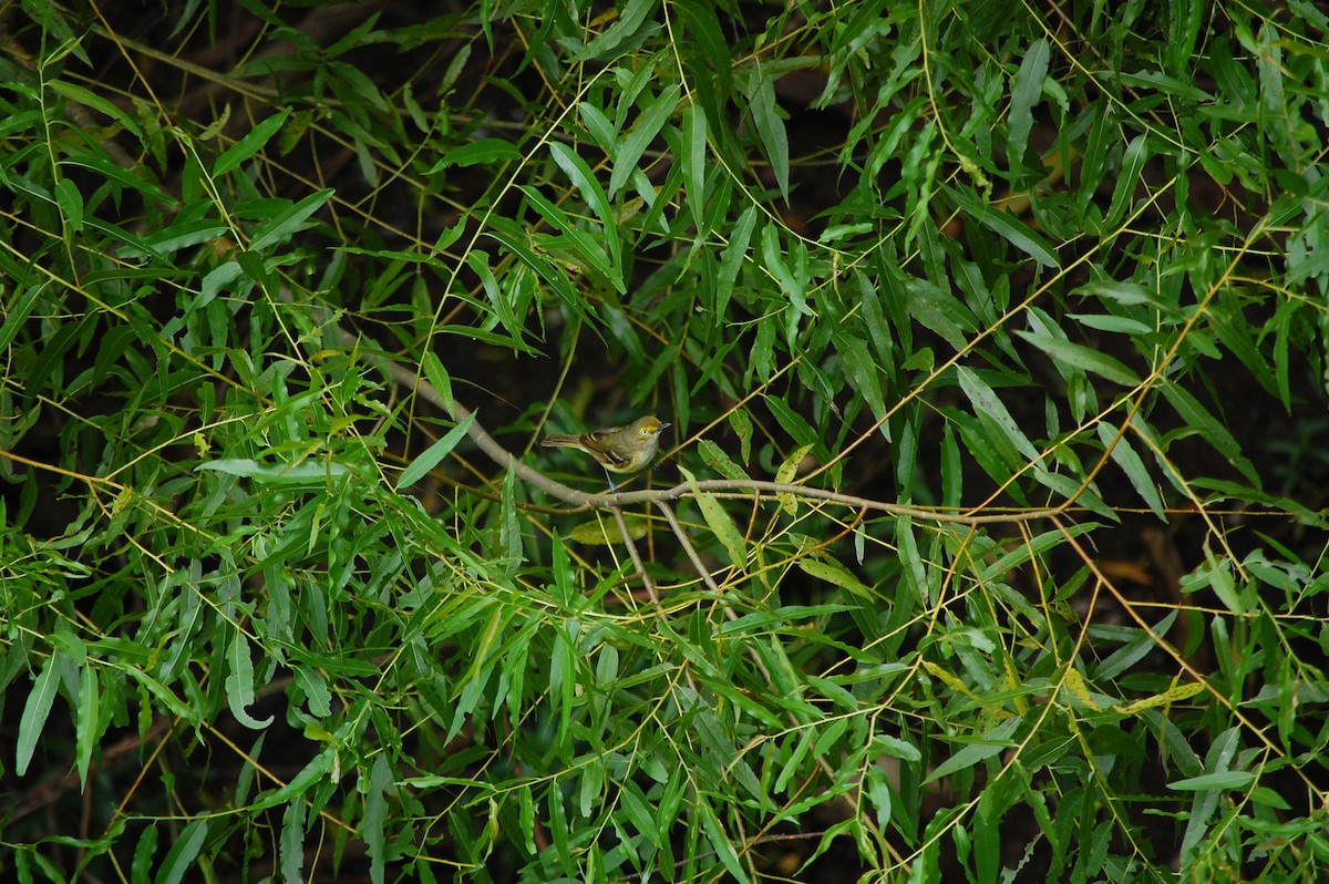 White-eyed Vireo - ML128161451