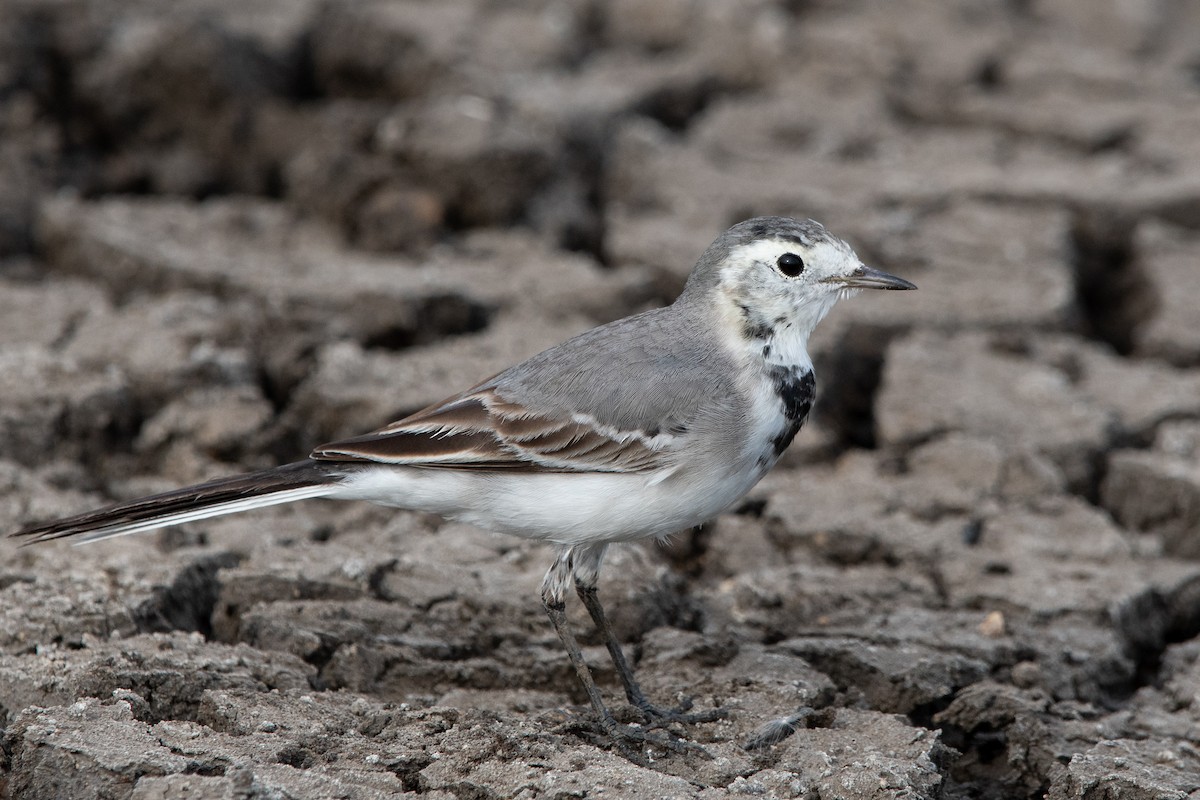 White Wagtail - ML128161591