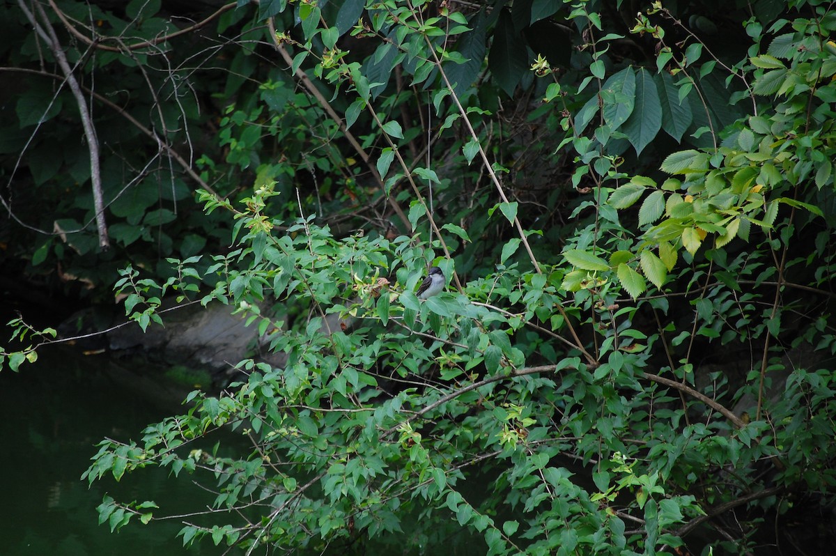 Eastern Kingbird - ML128161661