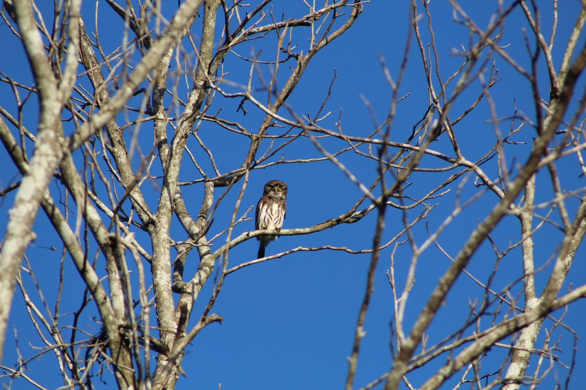 Ferruginous Pygmy-Owl - Angel Castillo Birdwatching Guide