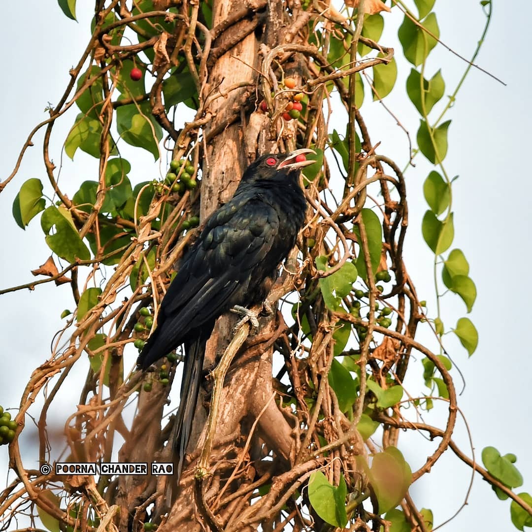 Asian Koel - Poorna T