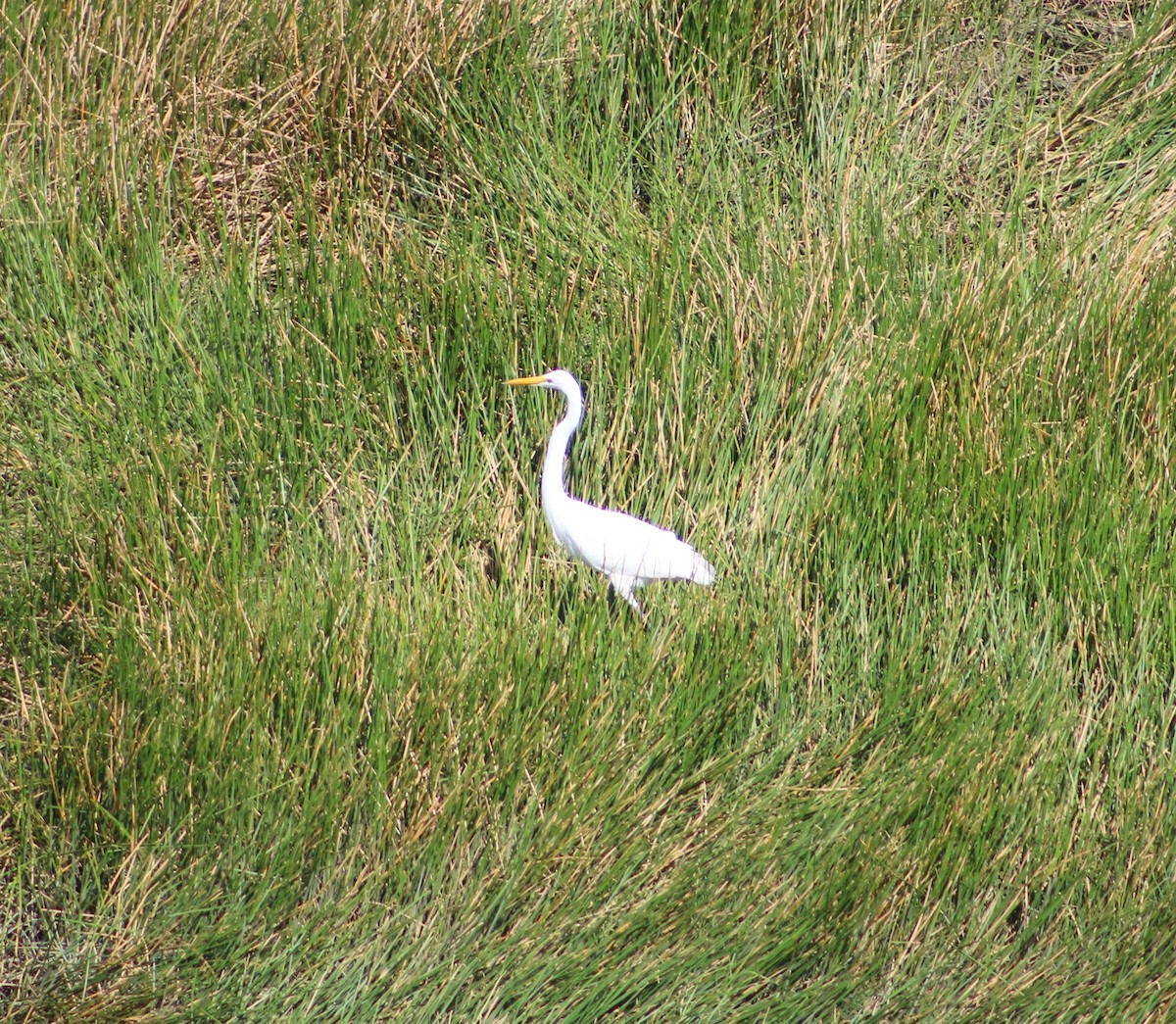 Great Egret - ML128165421