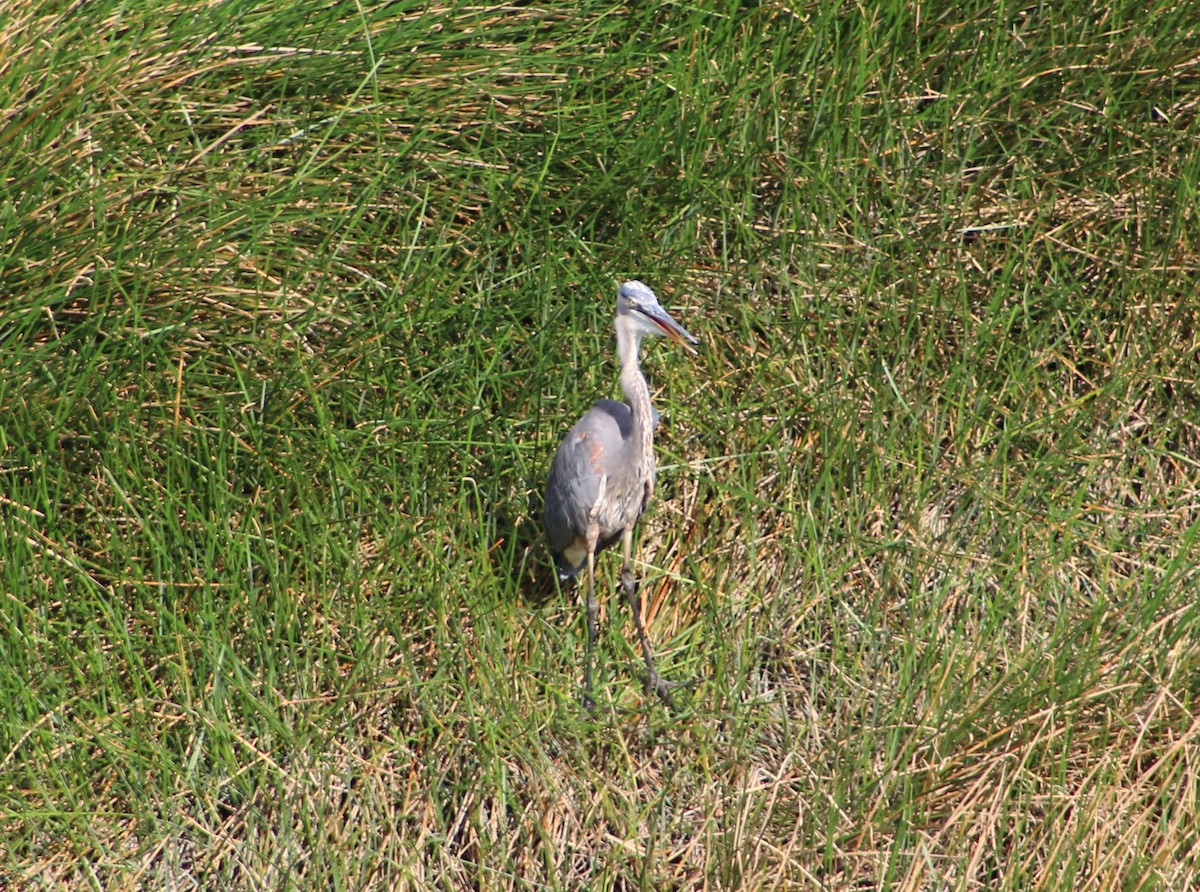 Great Blue Heron - ML128165481