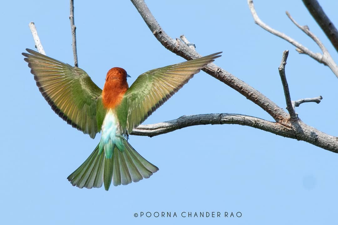 Chestnut-headed Bee-eater - Poorna T