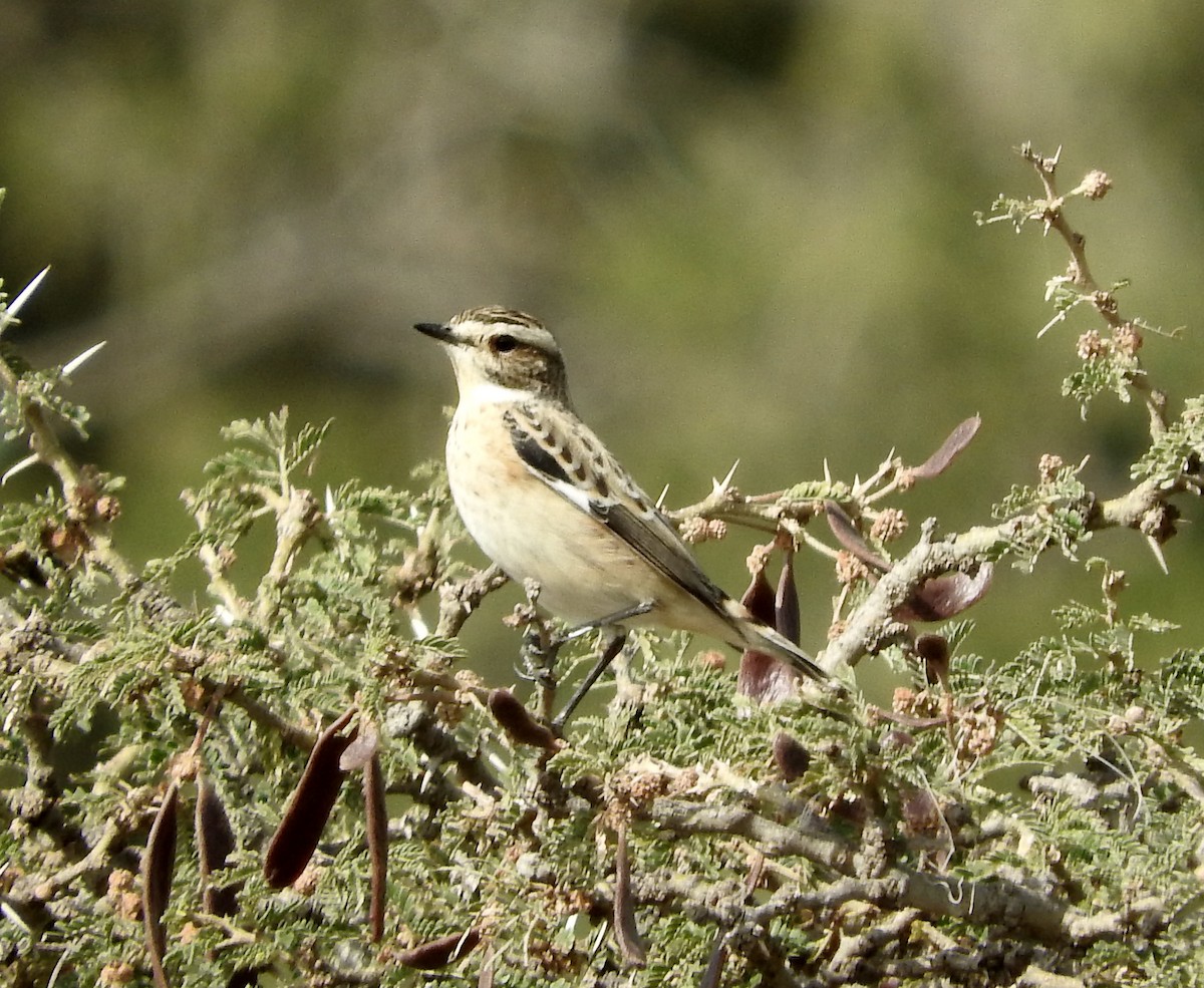Whinchat - ML128167481