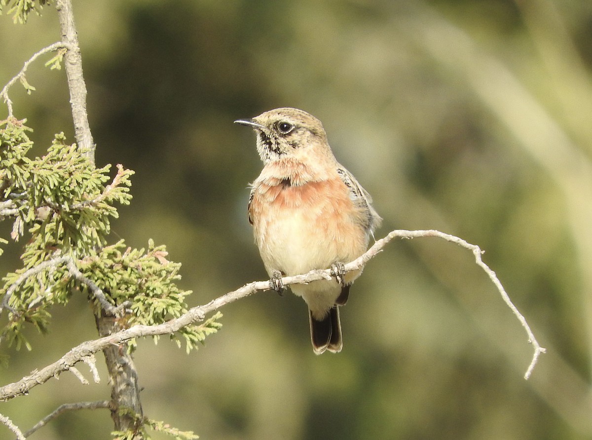 African Stonechat - Gregory Askew