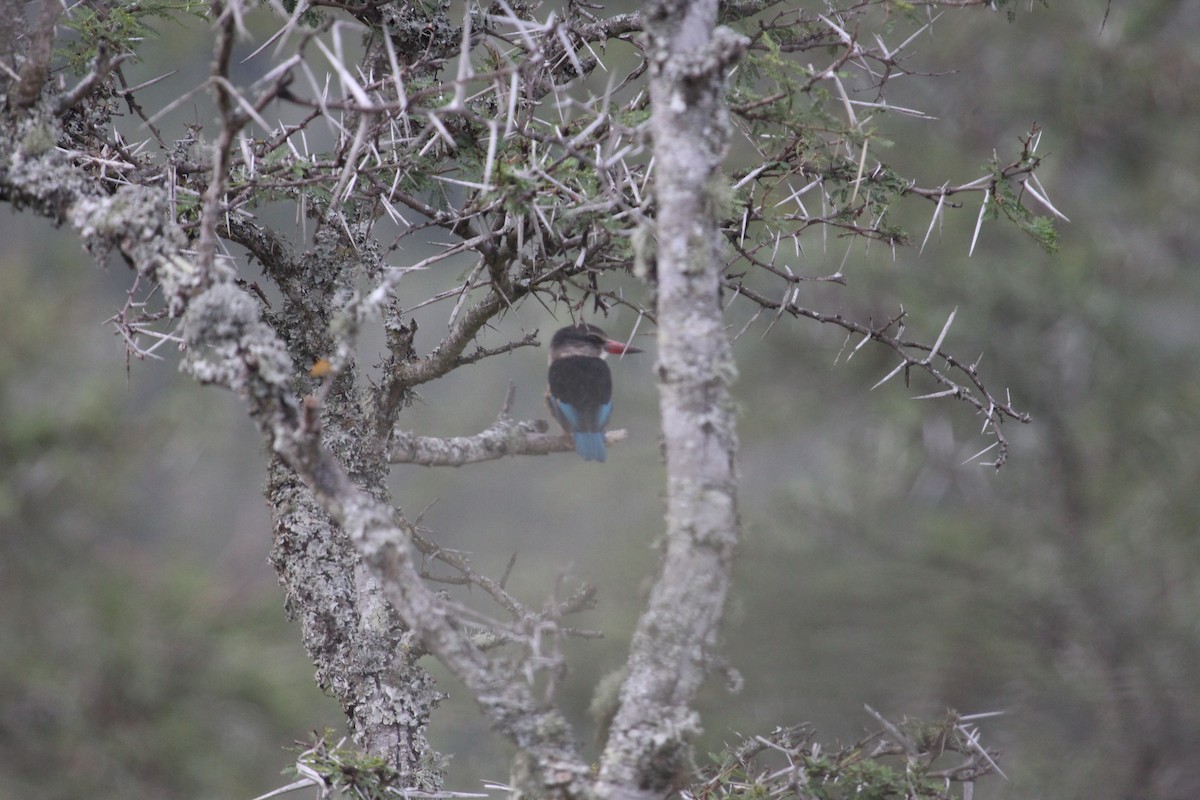 Brown-hooded Kingfisher - ML128167561