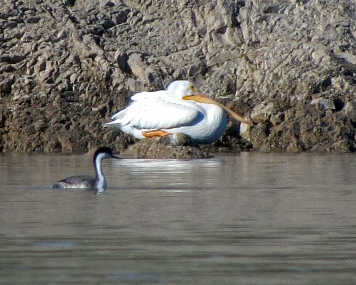 American White Pelican - Marceline VandeWater