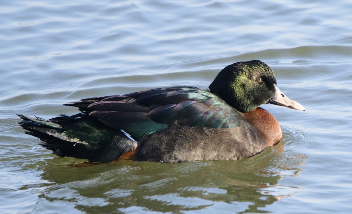 Muscovy Duck x Mallard (hybrid) - Janet Ek
