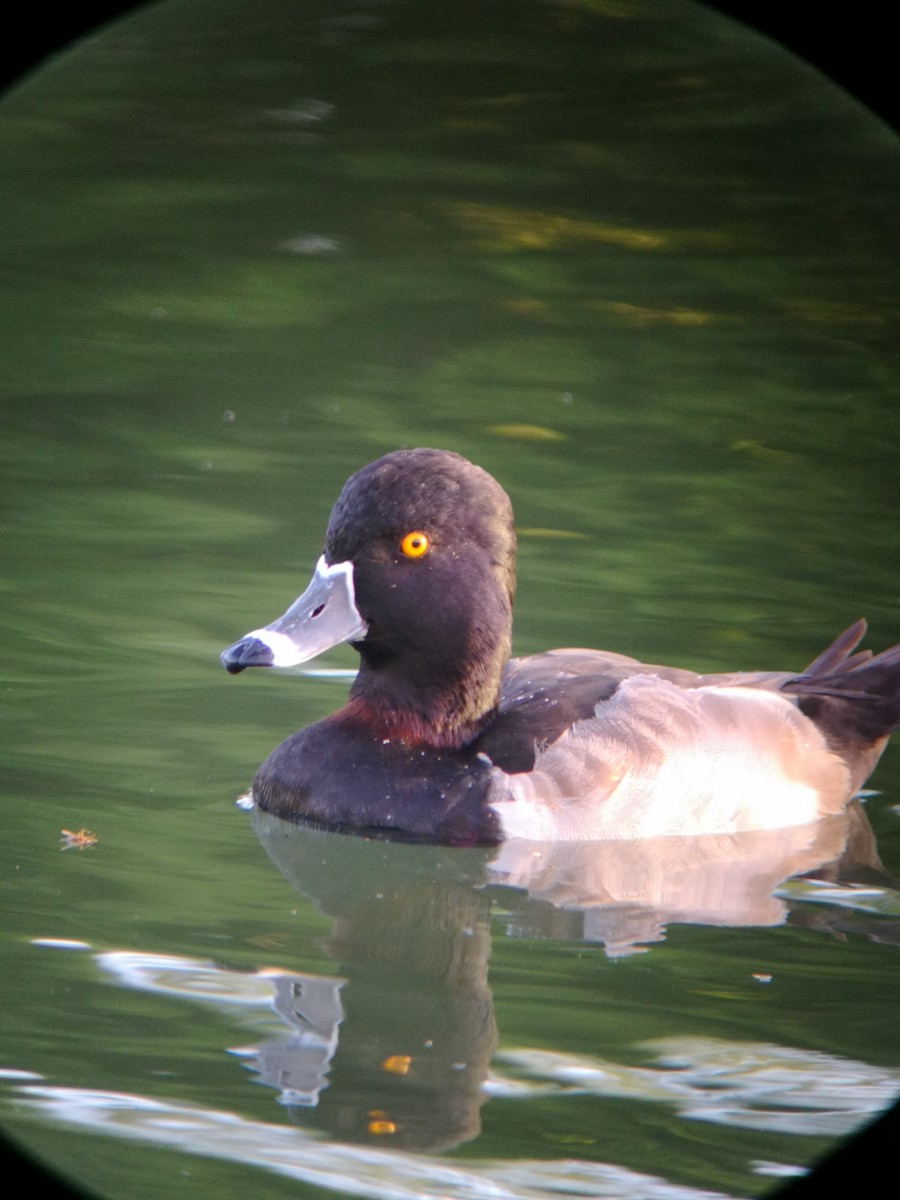 Ring-necked Duck - Esteban Mendez