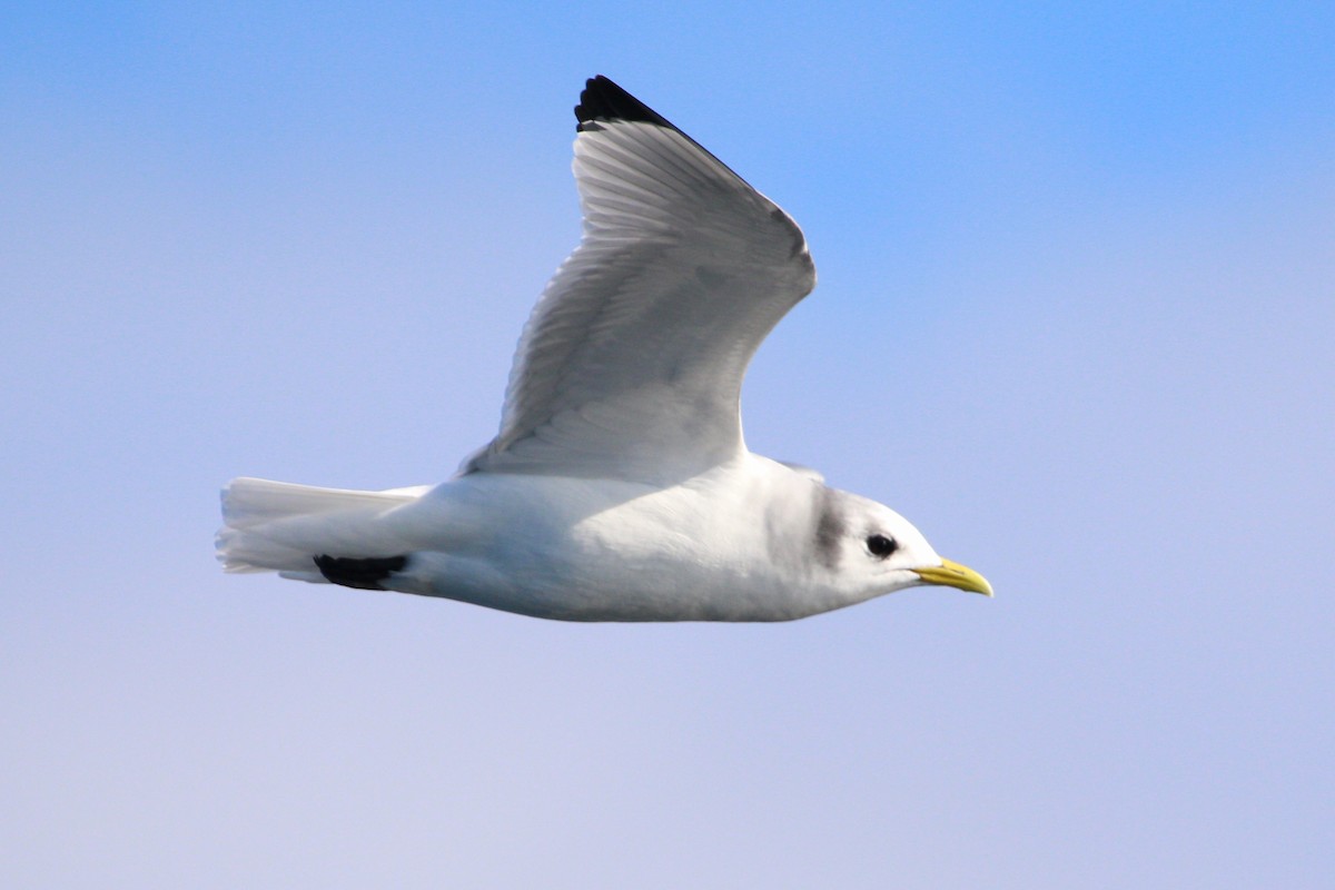 Black-legged Kittiwake - Chad Witko