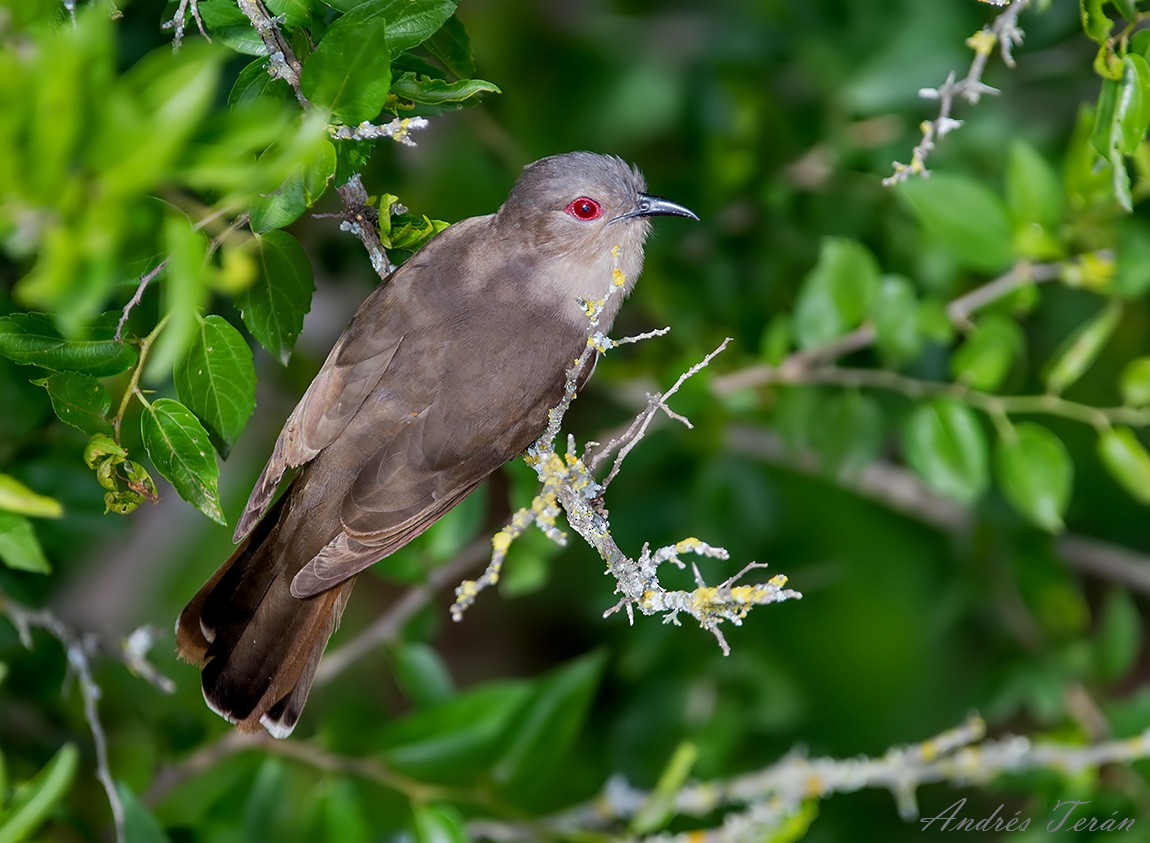 Ash-colored Cuckoo - ML128173321