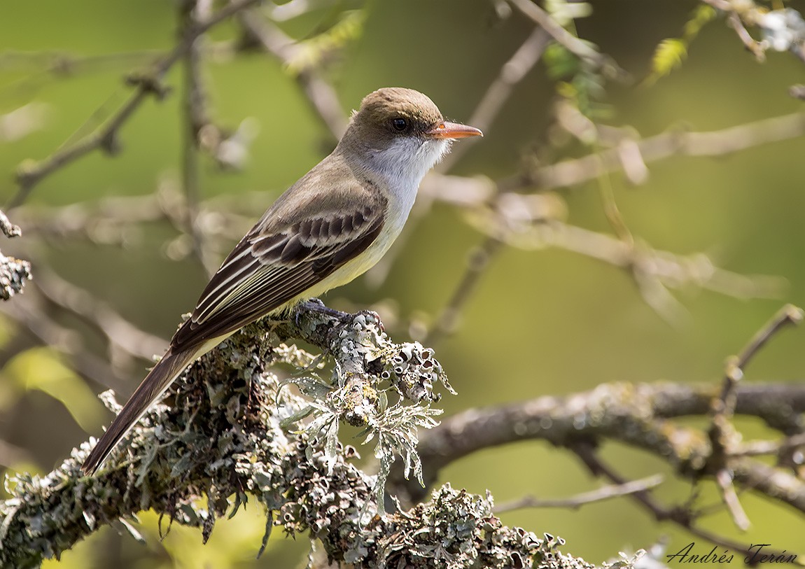 Swainson's Flycatcher - Andrés  Terán