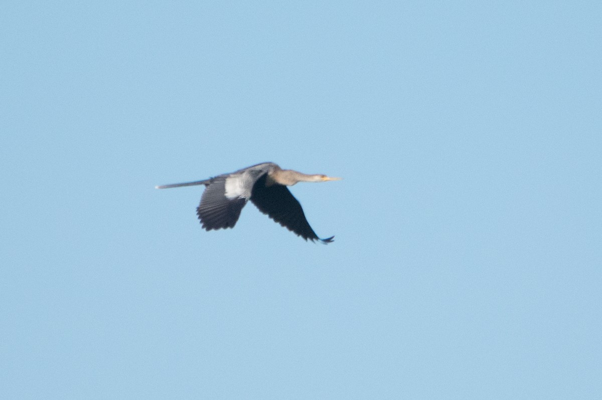 anhinga americká - ML128174221