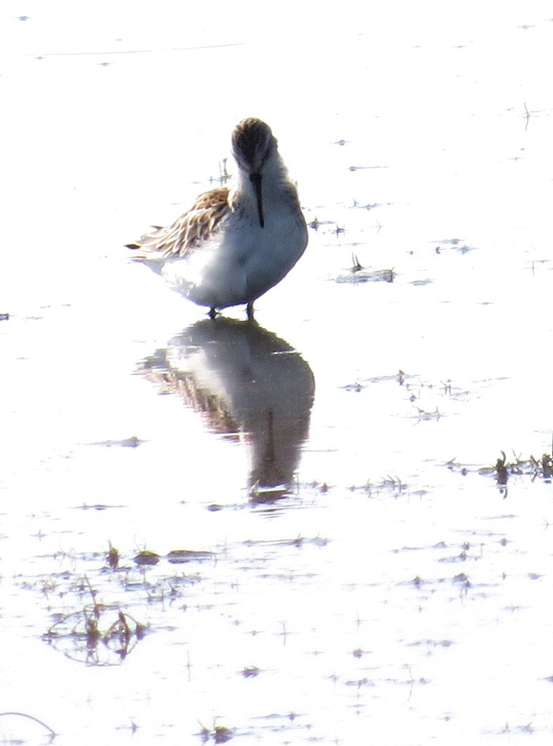 Western Sandpiper - ML128175731