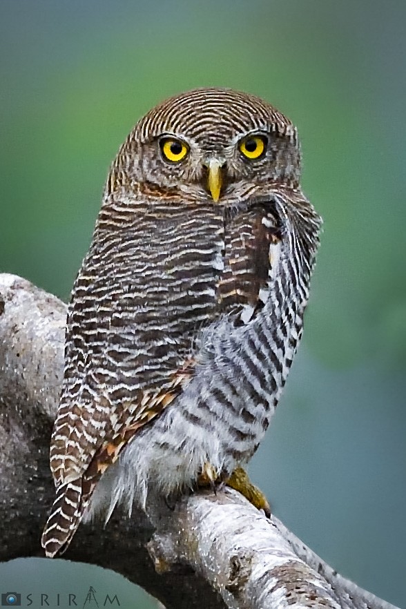 Jungle Owlet - ML128175851