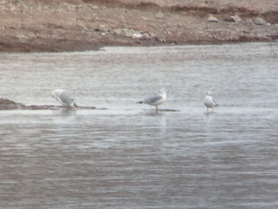 Herring Gull (American) - ML128176381