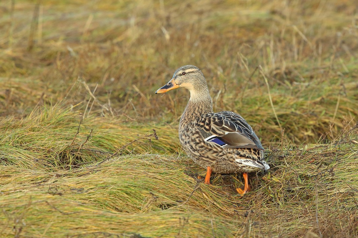 Mallard - ML128176601