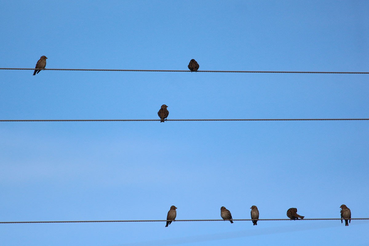 Rock Sparrow - ML128177381