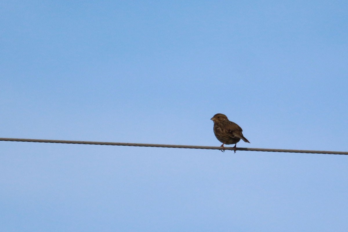 Corn Bunting - ML128177581
