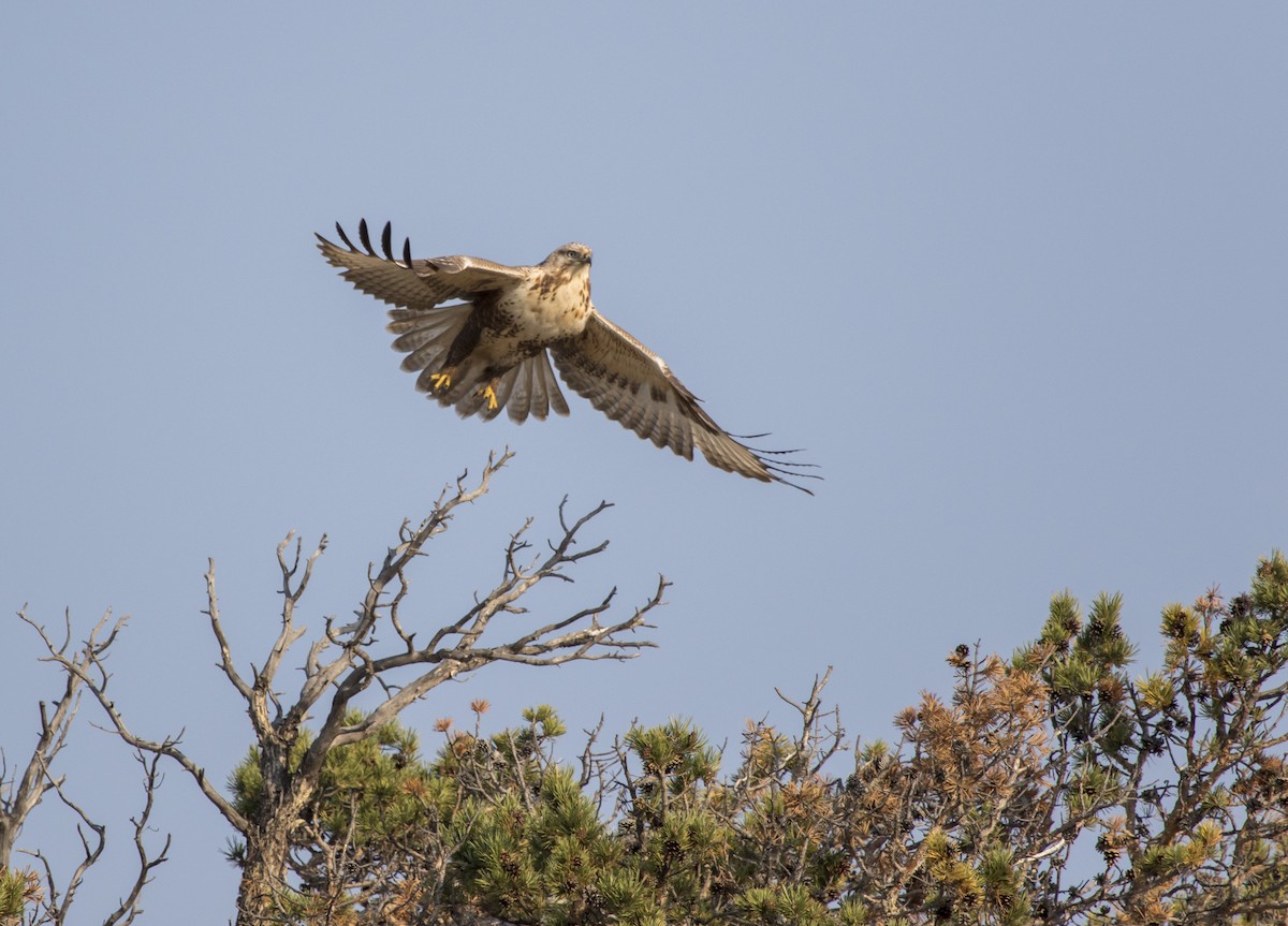 Upland Buzzard - ML128178781