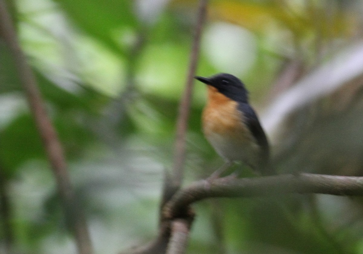 Rufous-throated Flycatcher - 🦉Richard Aracil🦅