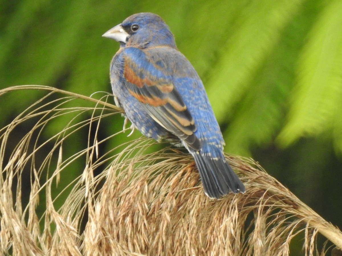 Blue Grosbeak - Edward Jordan