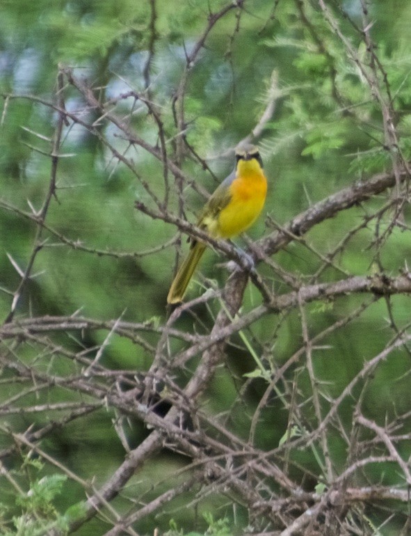 Sulphur-breasted Bushshrike - ML128181541