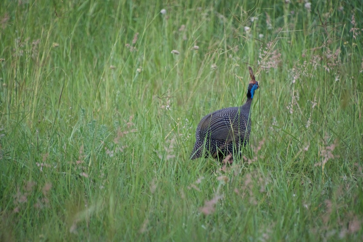 Helmeted Guineafowl - ML128181661