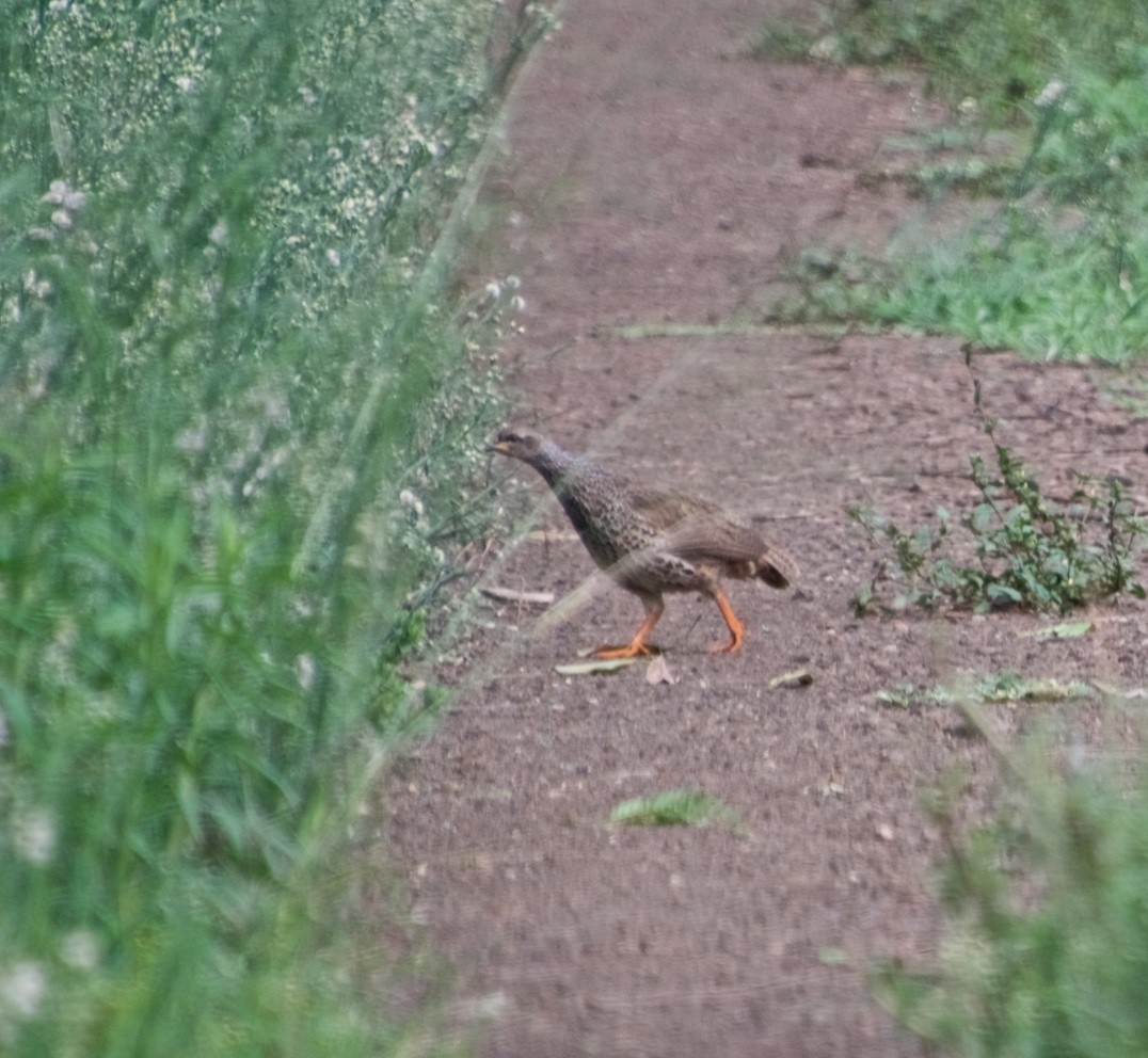 Hildebrandt's Spurfowl - ML128181681