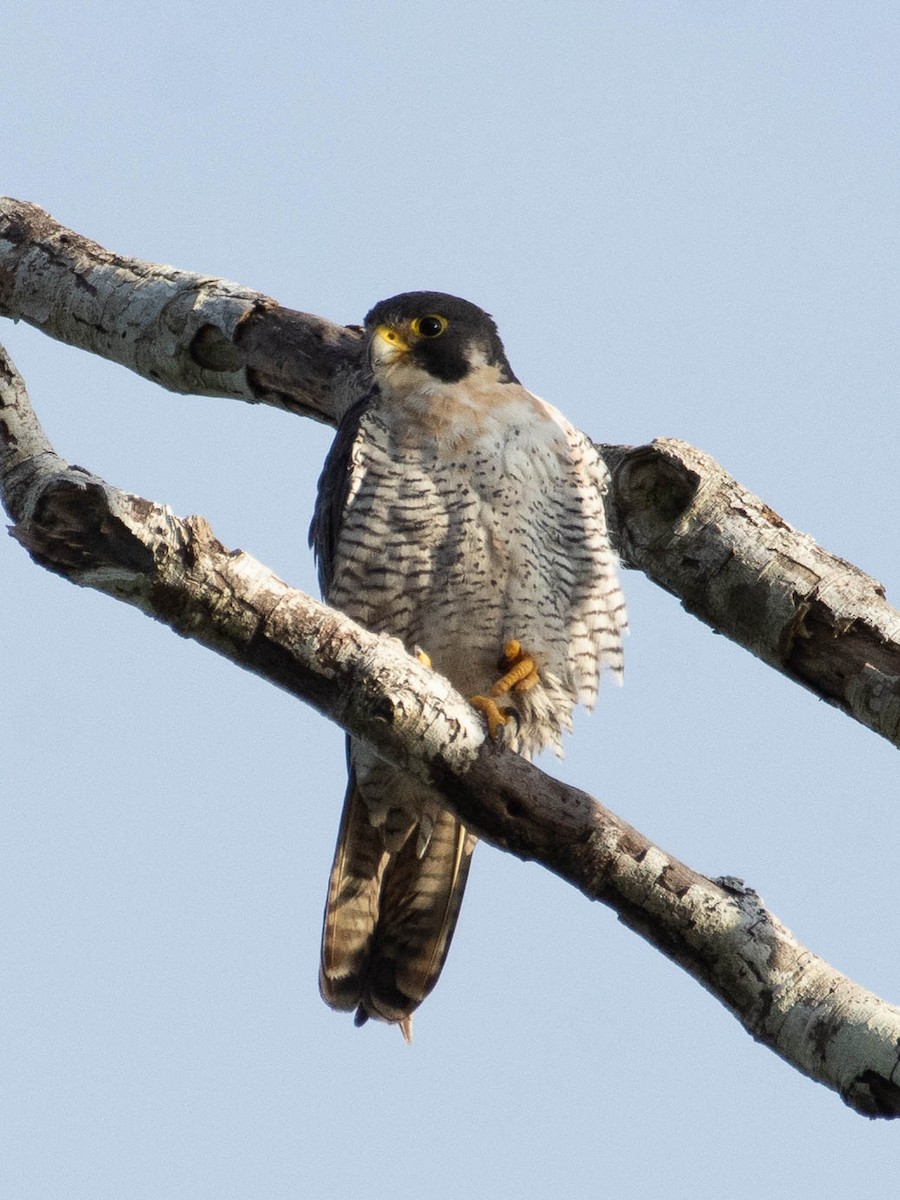 Peregrine Falcon - T I