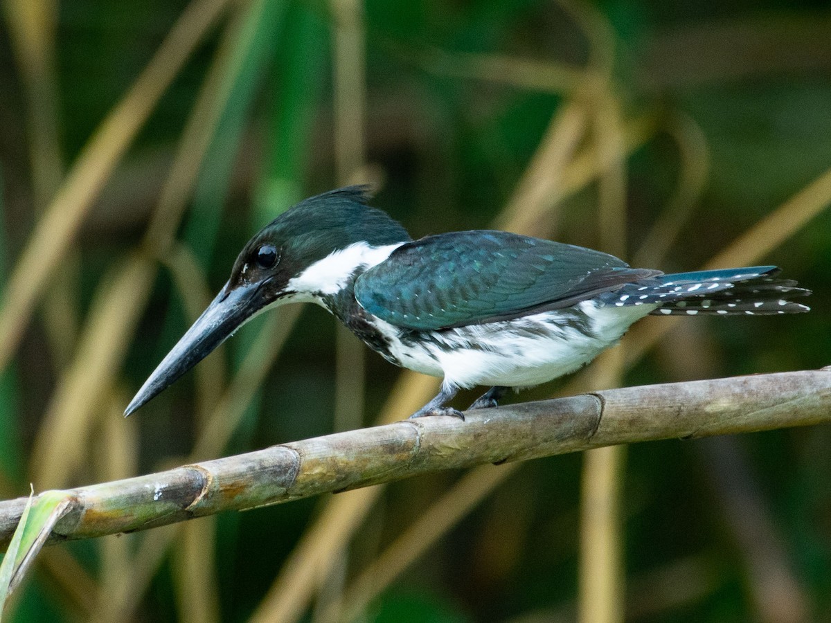 Amazon Kingfisher - ML128182591