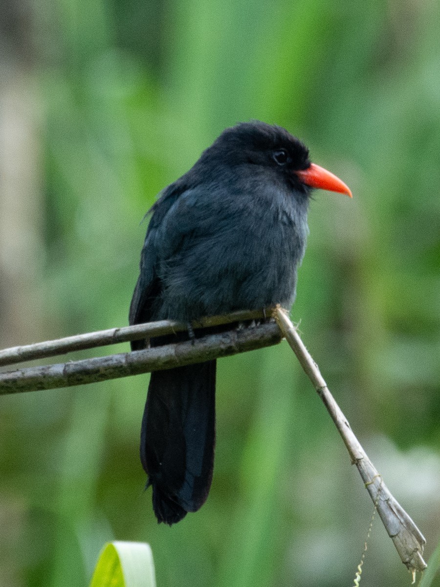 Black-fronted Nunbird - ML128182601