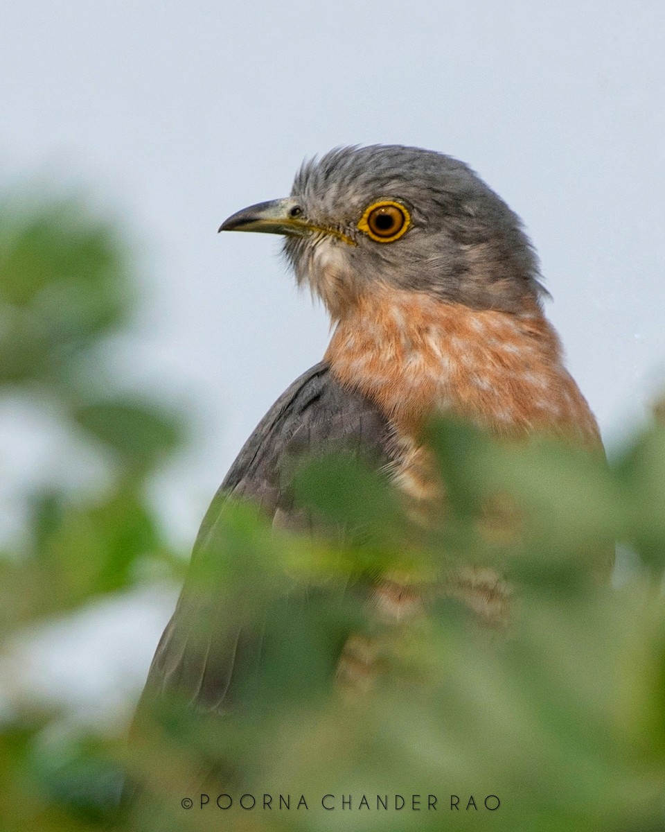Common Hawk-Cuckoo - Poorna T