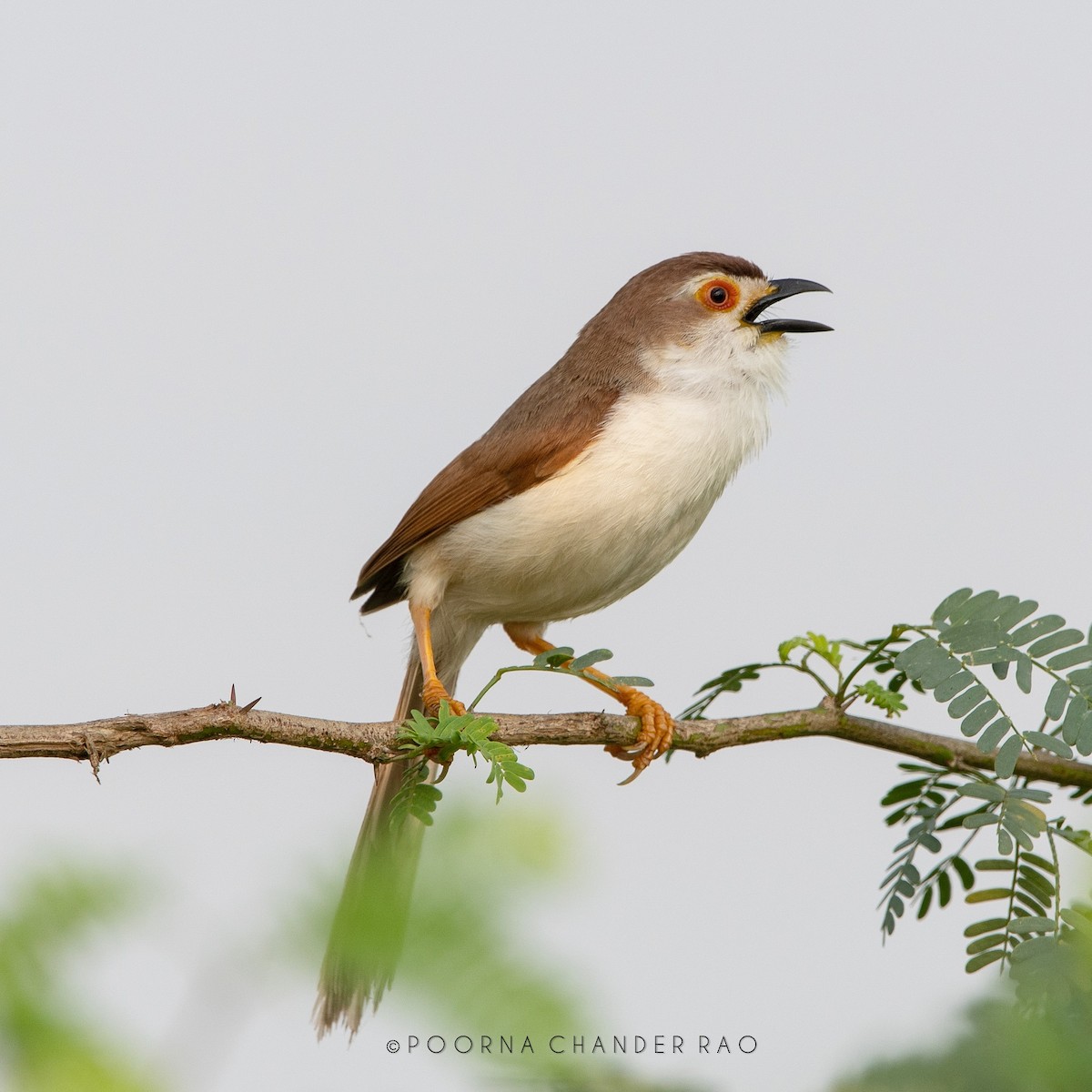 Yellow-eyed Babbler - ML128185871