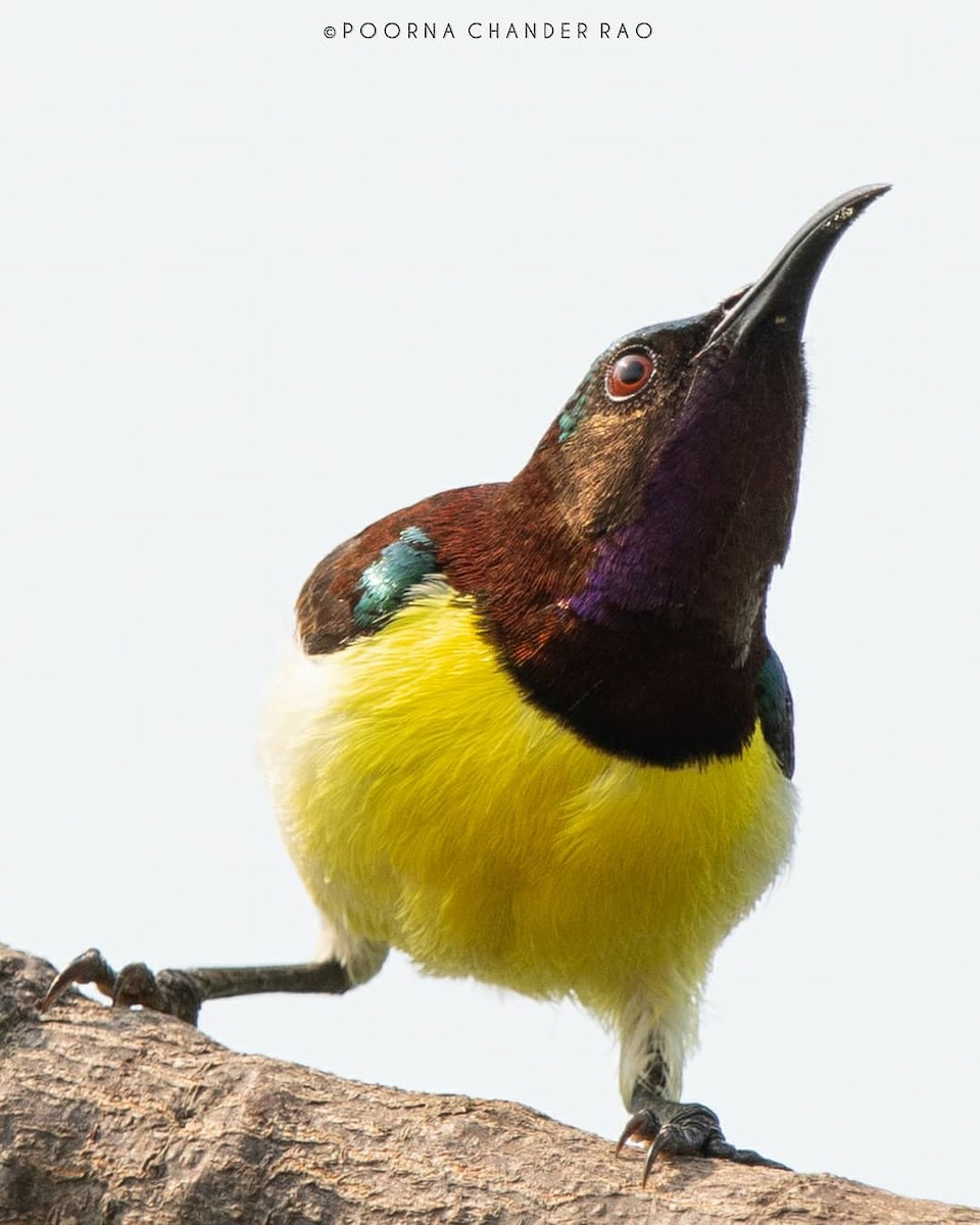 Purple-rumped Sunbird - ML128185891