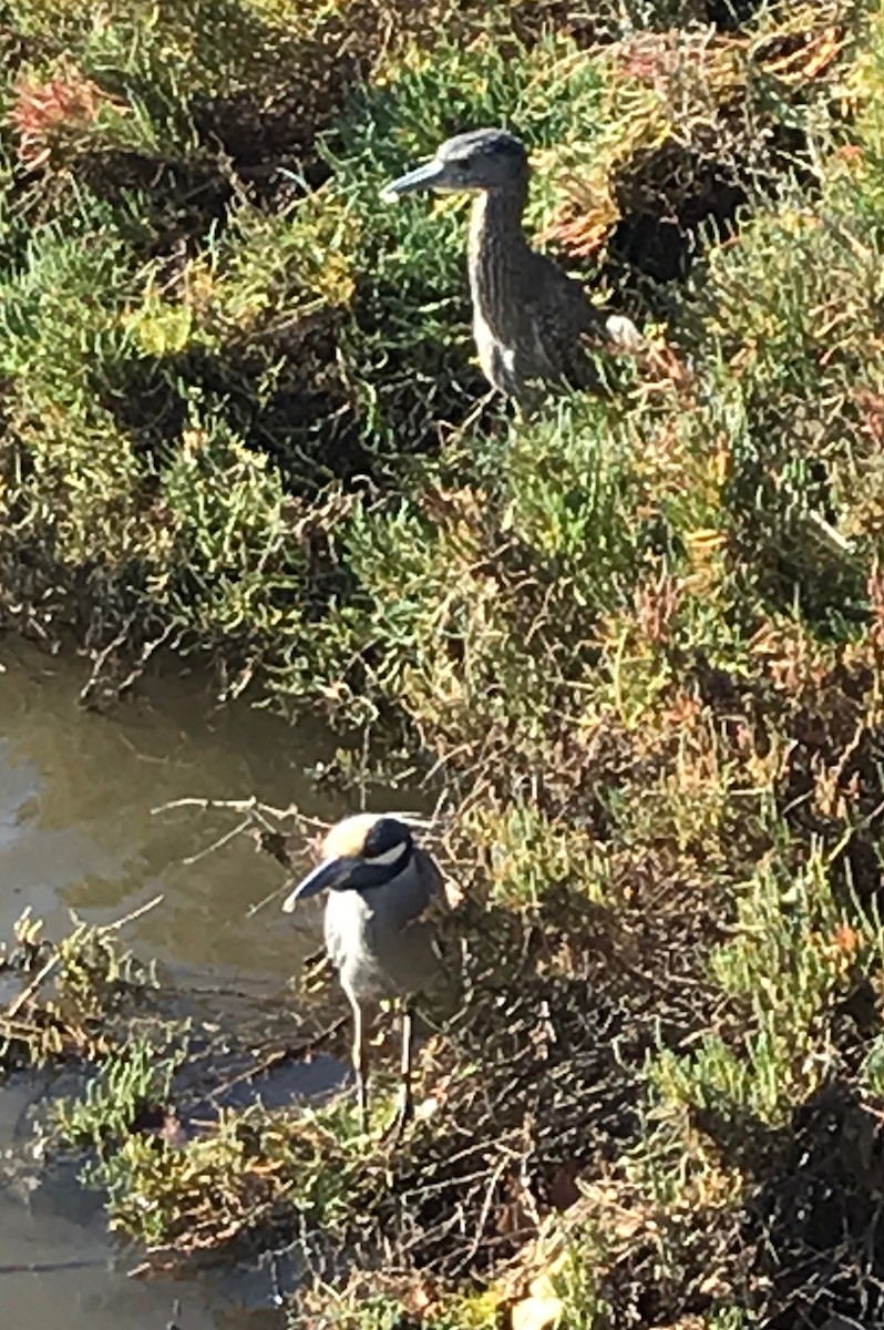 Yellow-crowned Night Heron - ML128185931