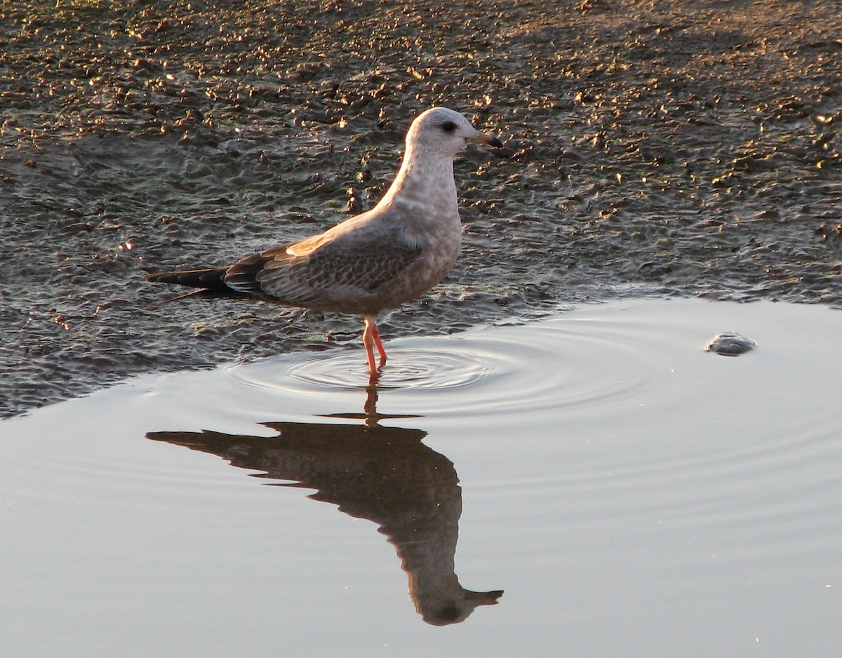 Short-billed Gull - ML128185971