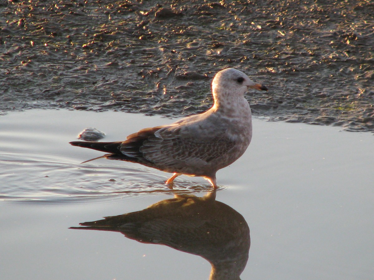 Short-billed Gull - ML128186021